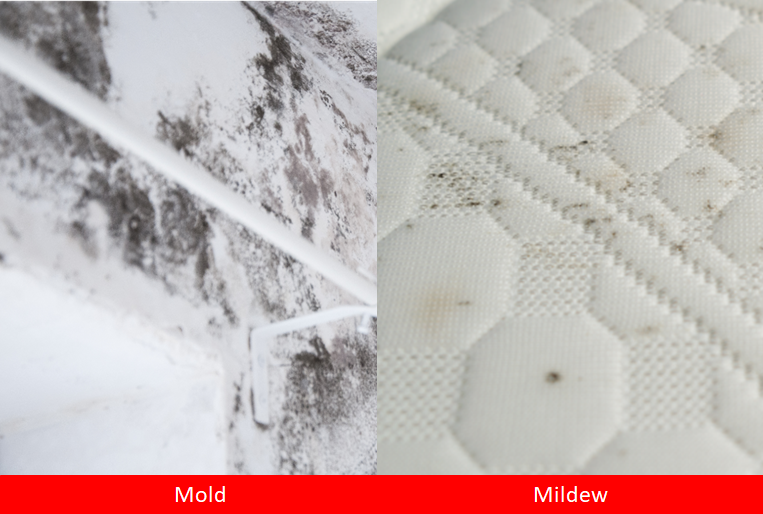 What Is The Difference Between Mold and Mildew?